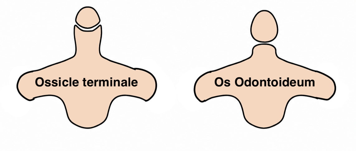 os