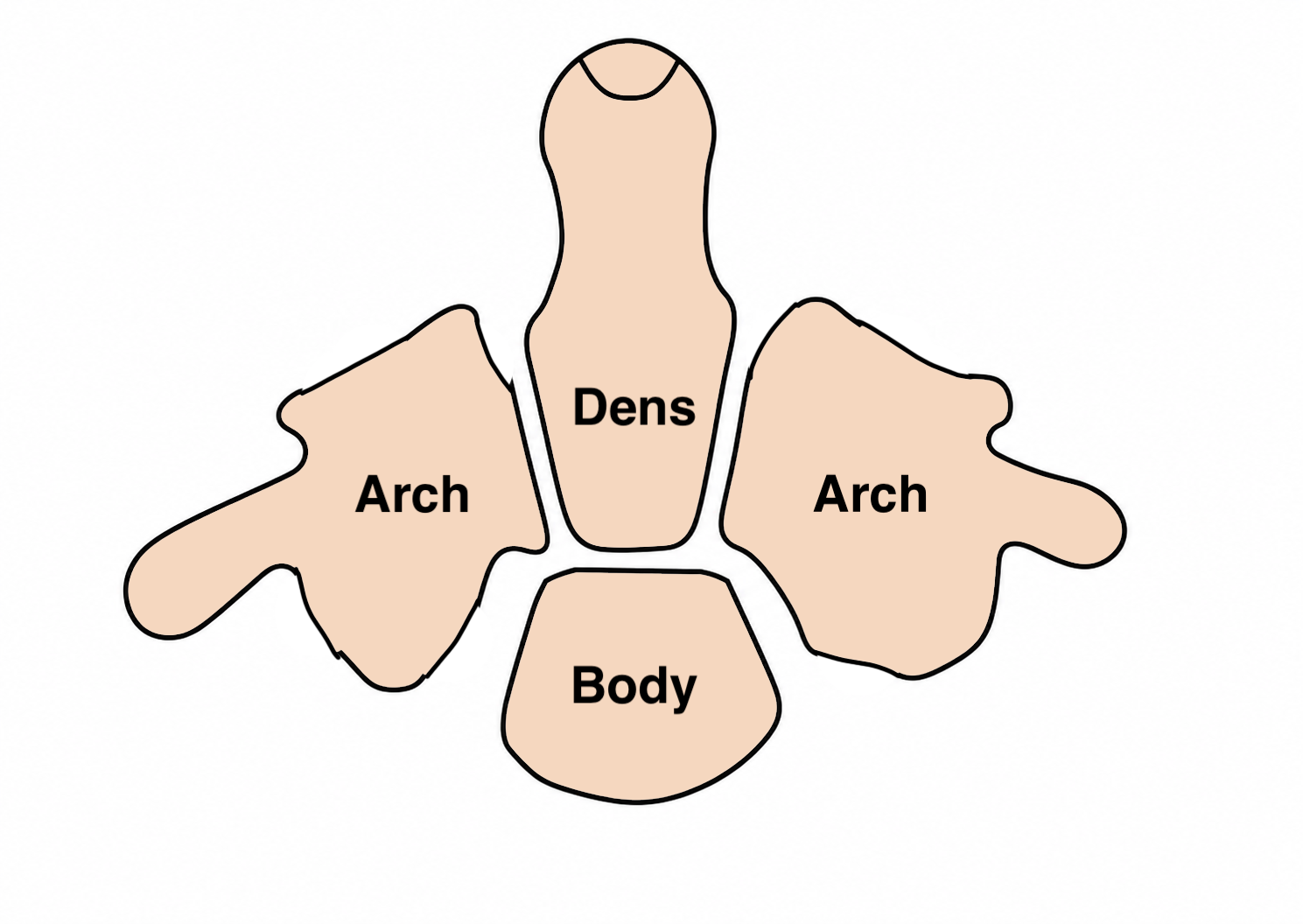 ossification