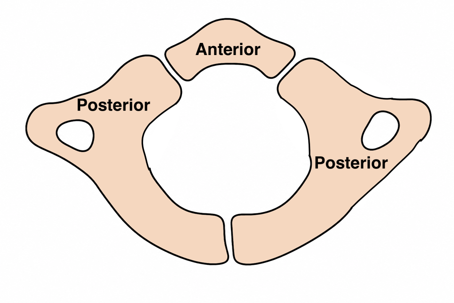 ossification