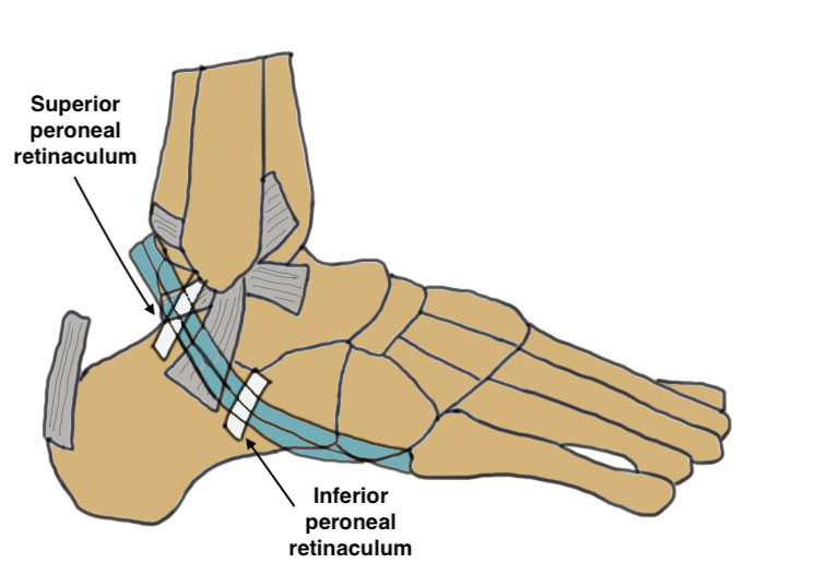 Ankle anatomy