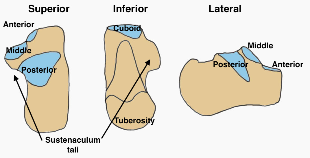 Calc anatomy