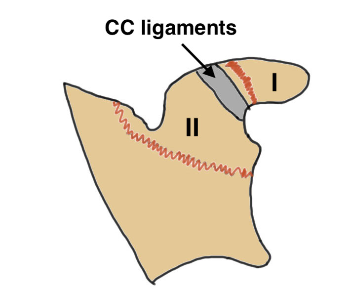 coracoid
