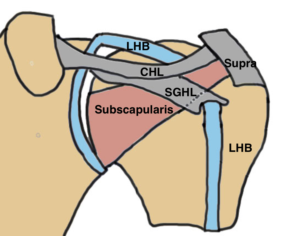 biceps pulley