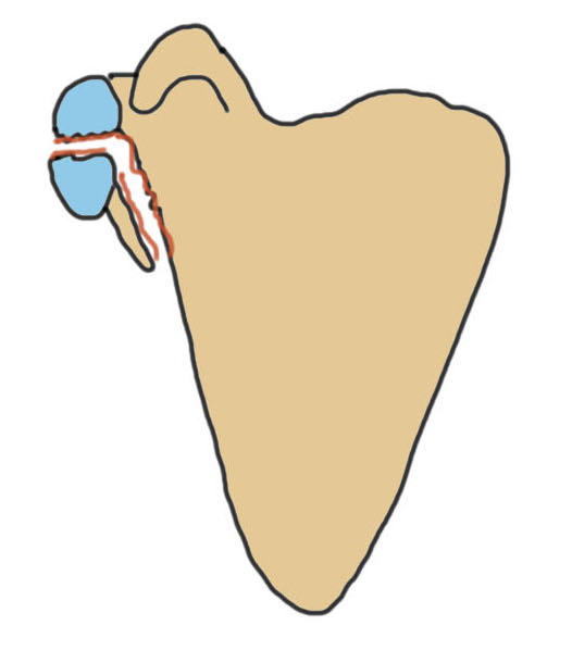 glenoid